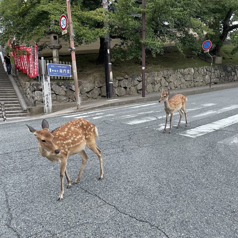 難波から近鉄で乗り換え無しで奈良に行くことができます。