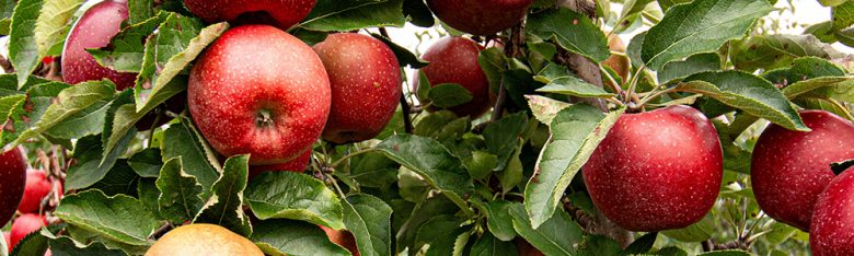 wfのサステナブルシューズにも使用されている、廃棄される予定のリンゴをアップサイクルした「アップルレザー」について紹介します。